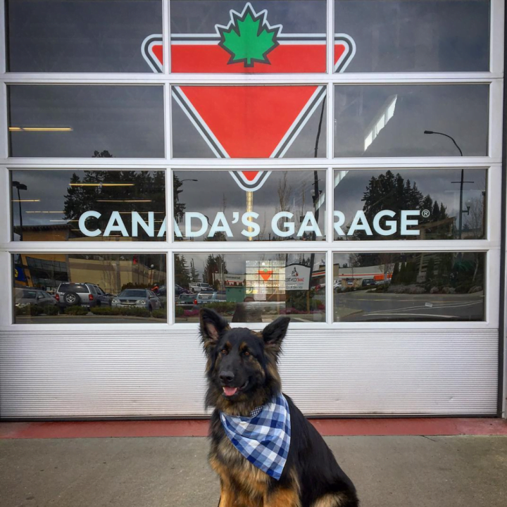 Are Dogs Allowed in Canadian Tire?